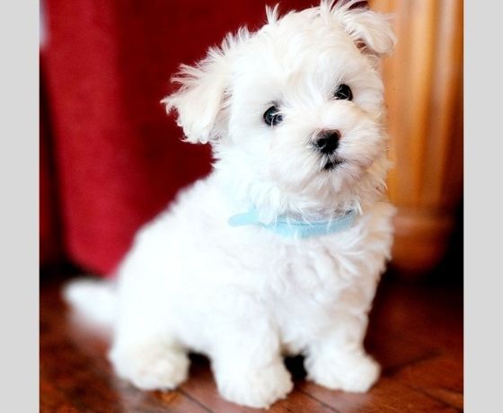 Maltese